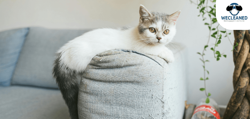 nettoyer pipi chat canapé