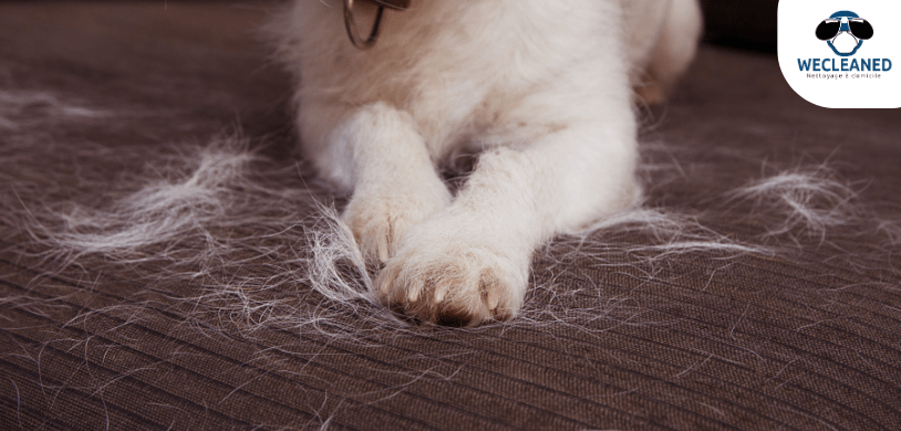 mon chien fait pipi sur le canapé